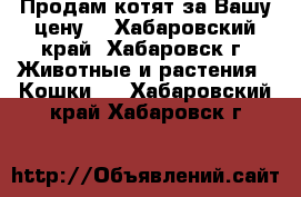 Продам котят за Вашу цену! - Хабаровский край, Хабаровск г. Животные и растения » Кошки   . Хабаровский край,Хабаровск г.